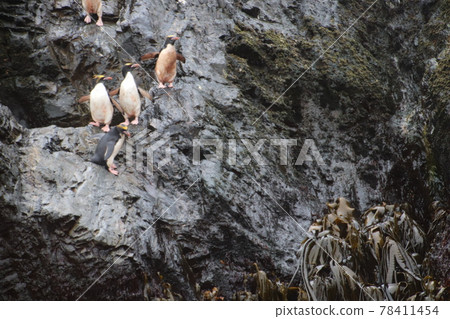Macaroni Penguins in the Falkland Islands 78411454