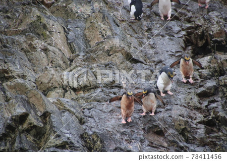 福克蘭群島的通心粉企鵝 78411456