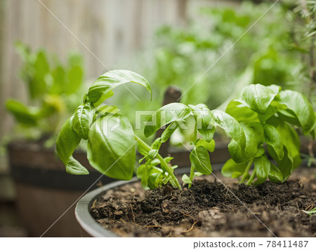 Wooden pot with a variety of fresh green potted culinary herbs growing outdoors in a backyard garden 78411487