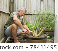 Senior man cuts rosemary in courtyard. Home gardening, herbs and plants in garden 78411495
