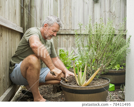 Senior man cuts rosemary in courtyard. Home gardening, herbs and plants in garden Senior man cuts rosemary in courtyard. Home gardening, herbs and plants in garden 78411495