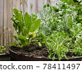 Wooden pot with a variety of fresh green potted culinary herbs growing outdoors in a backyard garden 78411497