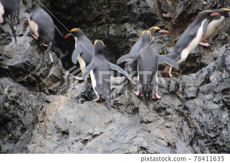 Macaroni Penguins in the Falkland Islands Macaroni Penguins in the Falkland Islands 78411635