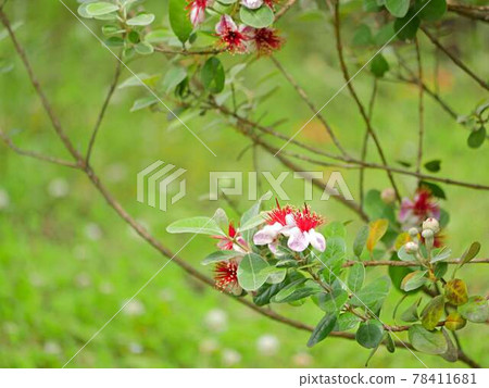 Feijoa 1 flower Feijoa 1 flower 78411681