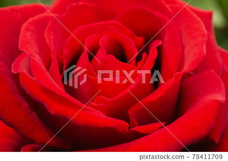 紅玫瑰英格麗褒曼 紅玫瑰英格麗褒曼 78411709