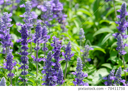 Angelonia Serena flower (Little Turtle Flower) in garden at winter, Flower Field in the Garden, Purple flower at suanluang rama 9. Angelonia Serena flower (Little Turtle Flower) in garden at winter, Flower Field in the Garden, Purple flower at suanluang rama 9. 78411738