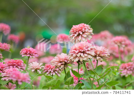 Flowers zinnia elegans (Common zinnia), Flower background, Is a single leaf herbaceous plant with a bouquet of red, pink, orange as an ornamental plant. Flowers zinnia elegans (Common zinnia), Flower background, Is a single leaf herbaceous plant with a bouquet of red, pink, orange as an ornamental plant. 78411741
