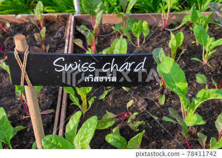Swiss chard in backyard, Organic vegetables are grown in plots, fresh salad, healthy food. Swiss chard in backyard, Organic vegetables are grown in plots, fresh salad, healthy food. 78411742