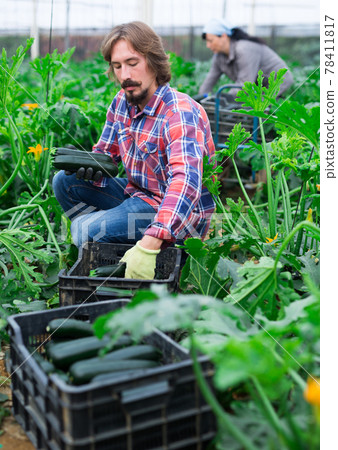 Successful male gardener with ripe zucchini in greenhouse Successful male gardener with ripe zucchini in greenhouse 78411817