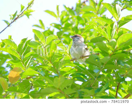 Sparrow 1 crape myrtle 78411970