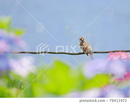麻雀2繡球花 78411972