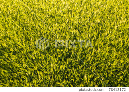 Aerial view at Green fresh young wheat close up. Young green grass in spring. Aerial view at Green fresh young wheat close up. Young green grass in spring. 78412172