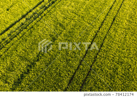 Aerial view at Green fresh young wheat close up. Young green grass in spring. 78412174