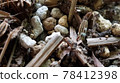 Natural soil stone wood image 78412398