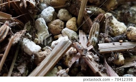 Natural soil stone wood image 78412398