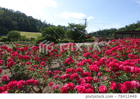 玫瑰玫瑰玫瑰東澤玫瑰公園 78412449
