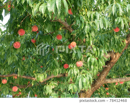 Peach peach peach 78412468