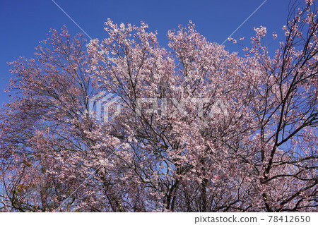 Komoro Castle Ruins and Nostalgia Garden in the spring of Anajiro, which was territorialized by Kansuke Yamamoto and others at the behest of Shingen Takeda during the Warring States period. Komoro Castle Ruins and Nostalgia Garden in the spring of Anajiro, which was territorialized by Kansuke Yamamoto and others at the behest of Shingen Takeda during the Warring States period. 78412650