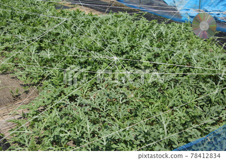 Bird repellent in a watermelon field Bird repellent in a watermelon field 78412834