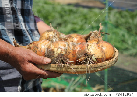 Harvest of new onion 78412954