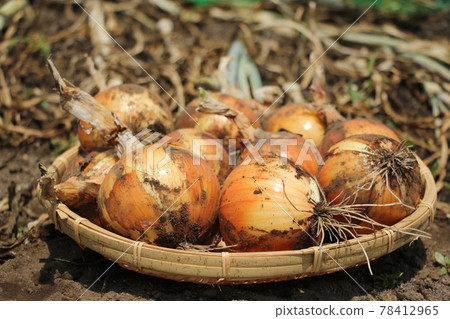 Harvest of new onion Harvest of new onion 78412965