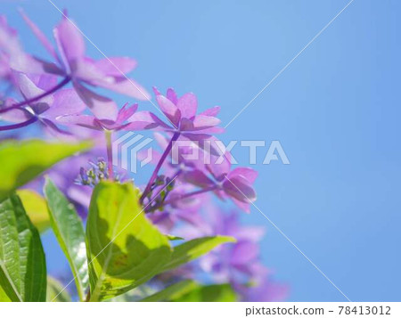 Hydrangea 28 Blue sky and dance party Hydrangea 28 Blue sky and dance party 78413012