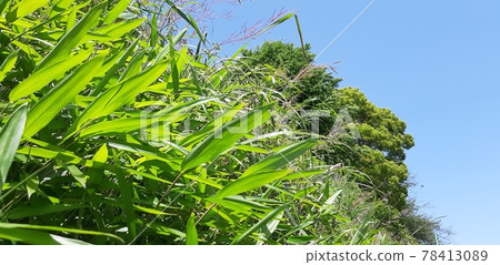 Weeds in the corner of the city 78413089