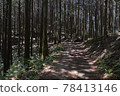 森林 78413146