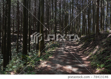 森林 78413146
