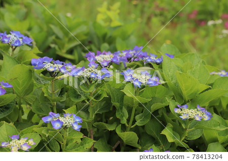 春天公園裡盛開的繡球藍花 78413204