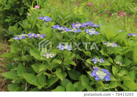 春天公園裡盛開的繡球藍花 78413205