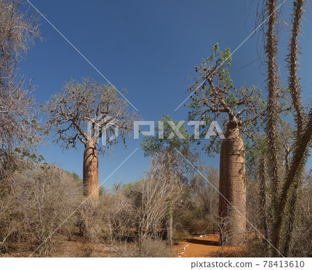 Landscape with Adansonia rubrostipa aka fony baobab tree in Reniala reserve , Toliara, Madagascar Landscape with Adansonia rubrostipa aka fony baobab tree in Reniala reserve , Toliara, Madagascar 78413610