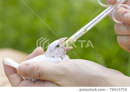 Java sparrow chicks outdoor feeding 78413758