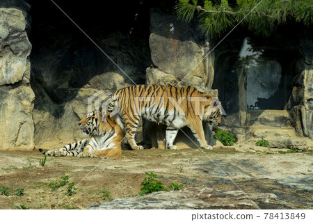 Tiger 78413849