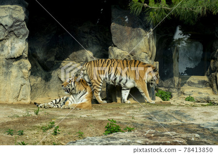 Tiger 78413850