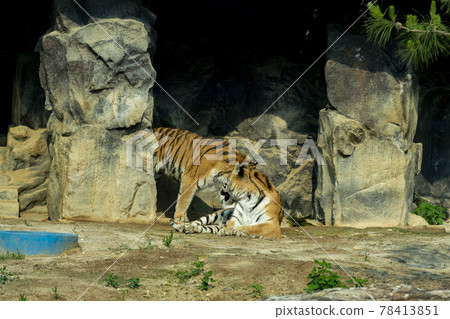 Tiger 78413851