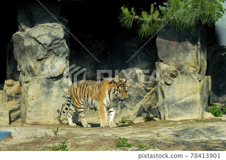 Tiger 78413901