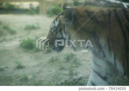 Tiger 78414030