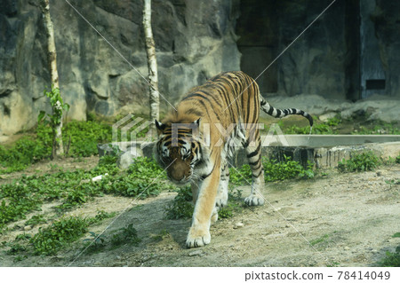 Tiger 78414049