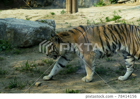 Tiger Tiger 78414156