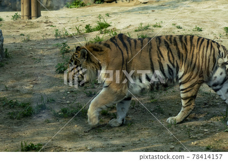 Tiger 78414157