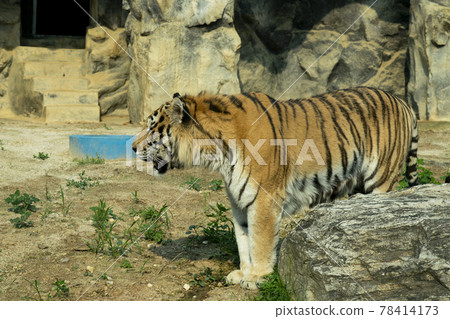 Tiger 78414173