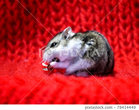 Djangarian hamster 78414449