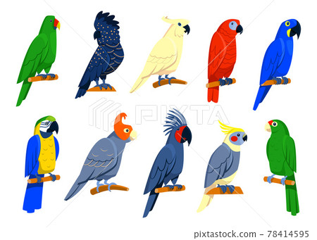 Bright tropical parrots set Bright tropical parrots set 78414595
