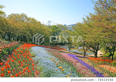 日野山公園的鬱金香 日野山公園的鬱金香 78414598