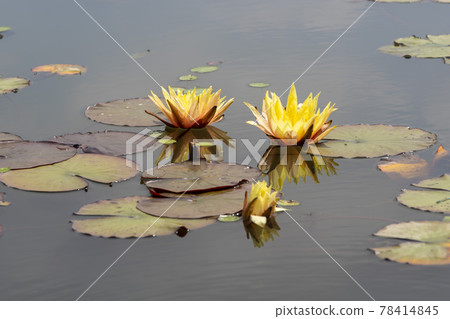 Gwangokji Gwangokji 78414845