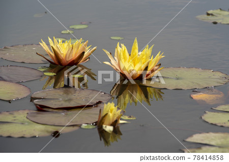 Jellyfish Jellyfish 78414858