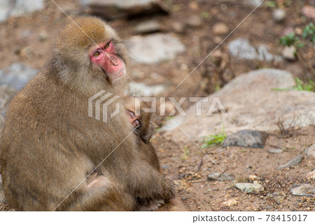 Parent and child of Japanese monkey Parent and child of Japanese monkey 78415017