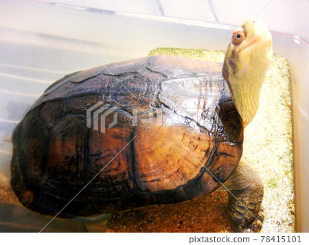 Yaeyama turtle 78415101