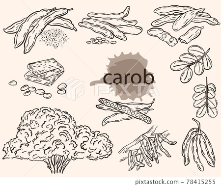 Carob sketch, vector set. Carob fruits, pods with grains, on a branch and in powder. Ceratonia tree pods. Growing and collecting superfood, farming and agriculture. Carob sketch, vector set. Carob fruits, pods with grains, on a branch and in powder. Ceratonia tree pods. Growing and collecting superfood, farming and agriculture. 78415255